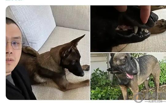 我不喜欢MEME、但我有一只狗