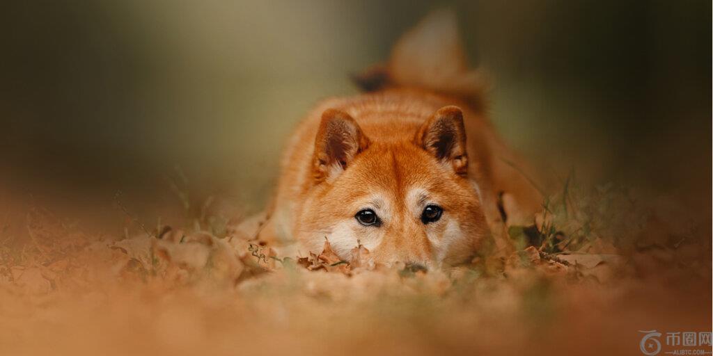 Dogecoin在2025年低价附近下降，比特币幻灯片低于$ 95K