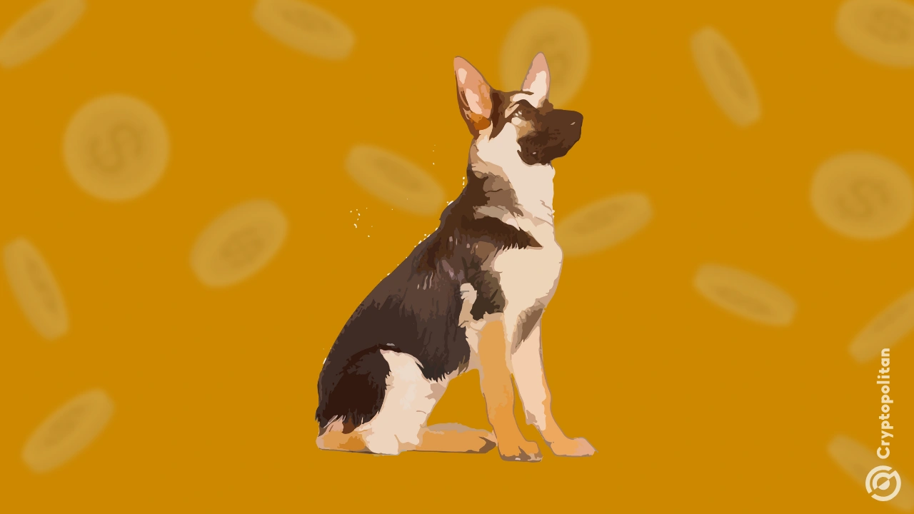 鲸鱼在CZ的非官方狗代币上建立了500万美元的职位