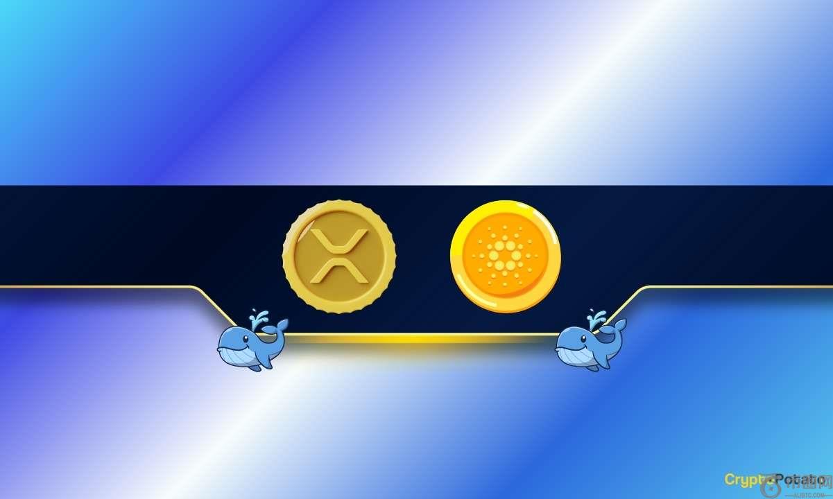Ripple（XRP）和Cardano（ADA）鲸鱼在巨大的价格上购买大量：详细信息