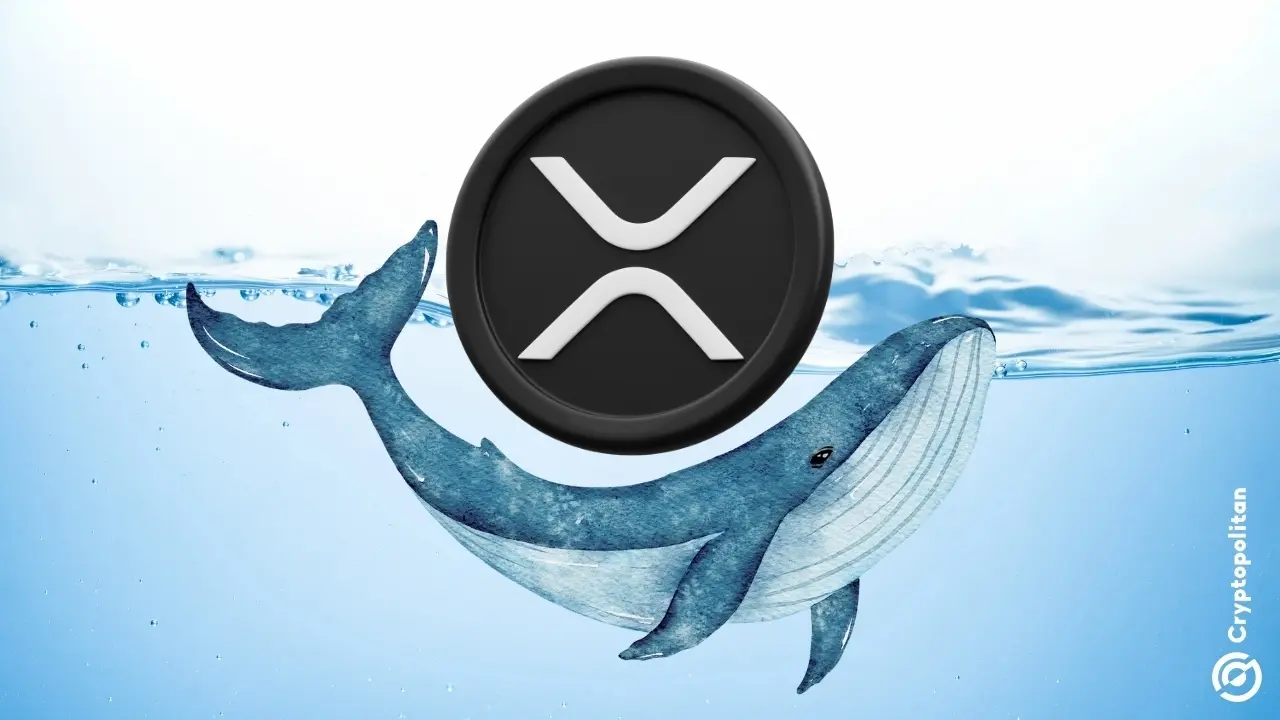 XRP网络看到鲸鱼交易激增