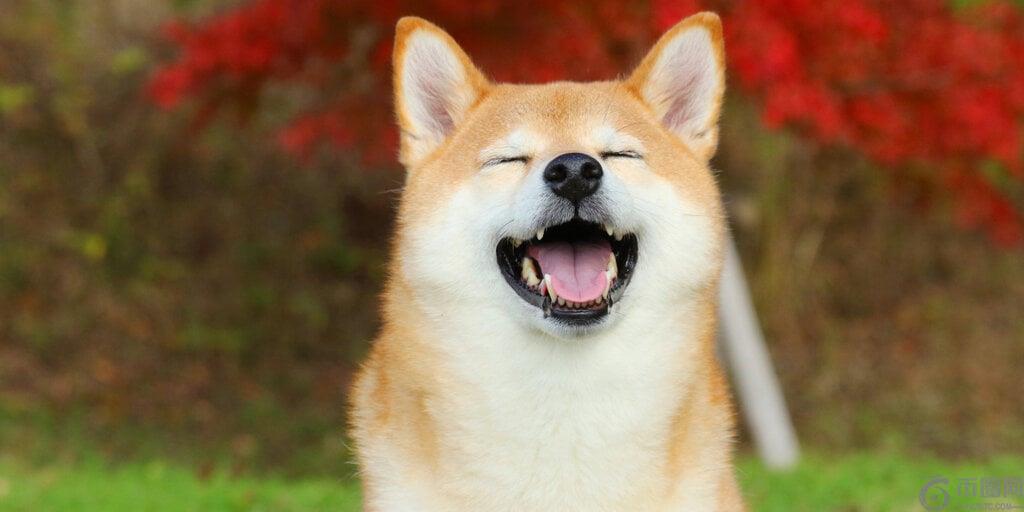 狗狗币上涨27%，DOGE未平仓合约突破创纪录的55亿美元